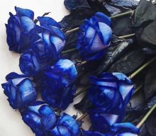 КокошинЭль